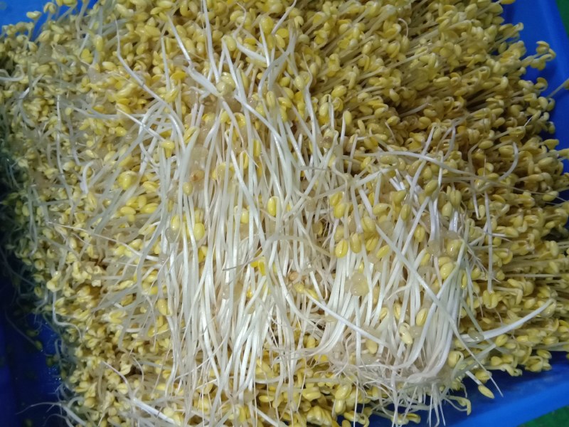 豆芽，常年黄豆芽批发批发豆芽