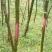 青檀苗木（优质乡土树种）