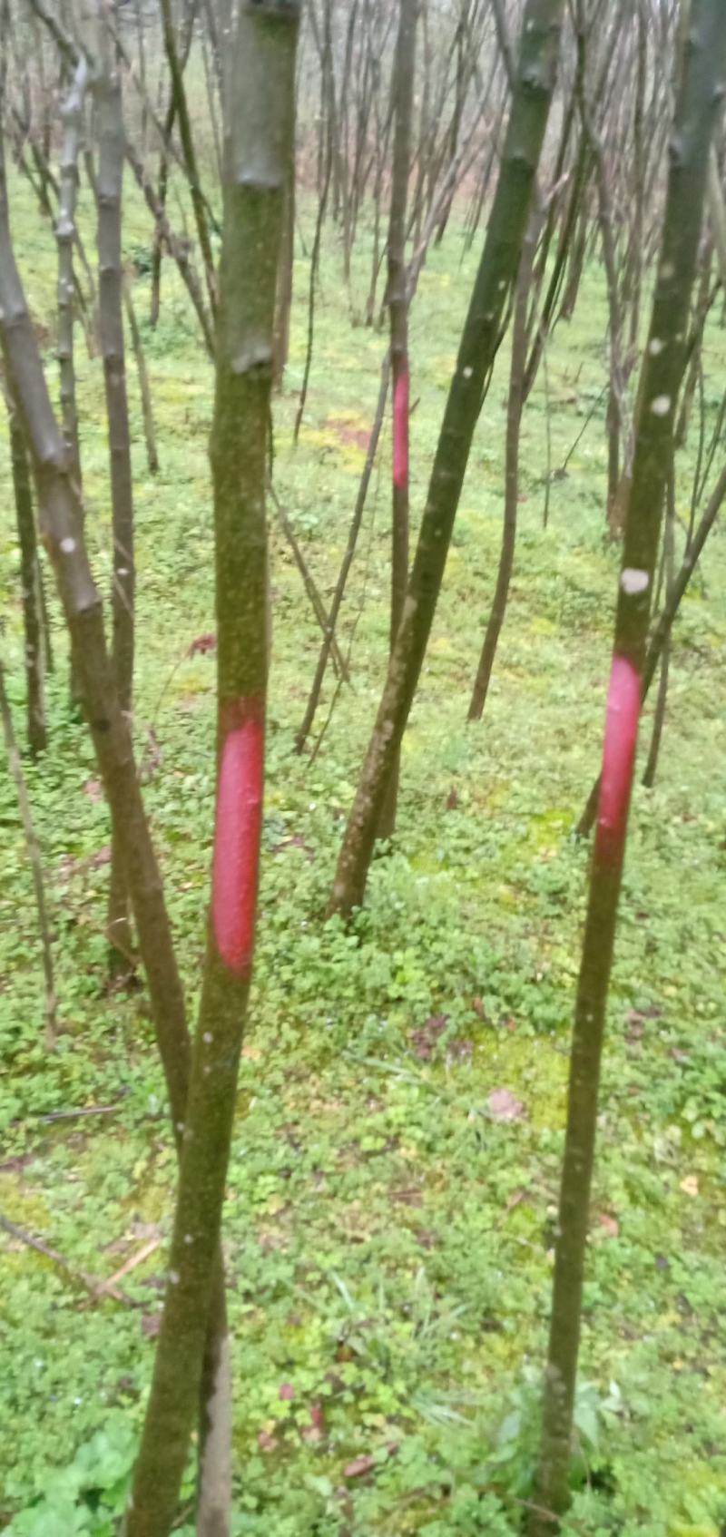 青檀苗木（优质乡土树种）