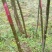 青檀苗木（优质乡土树种）
