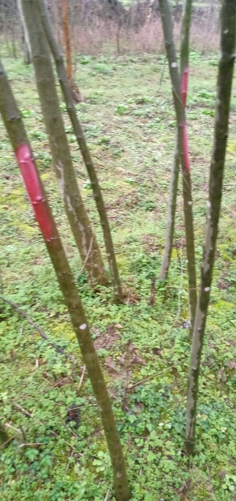 青檀苗木（优质乡土树种）