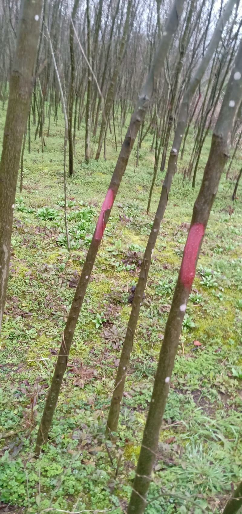 青檀苗木（优质乡土树种）