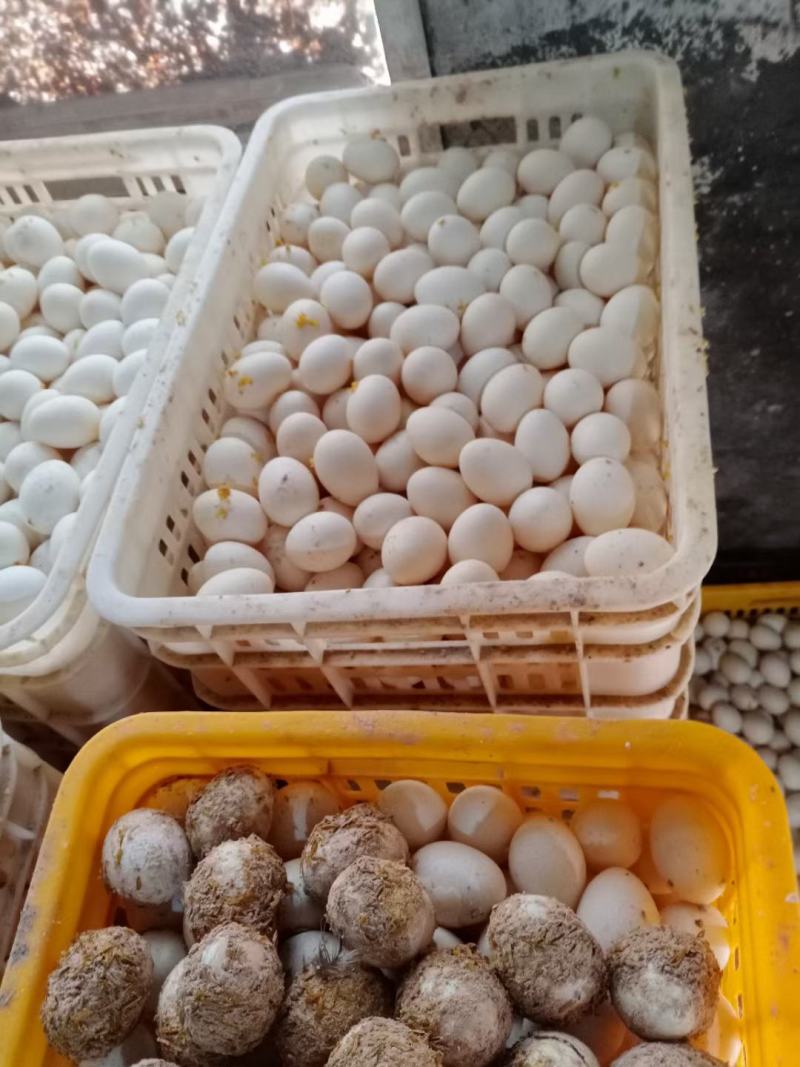 正宗松花皮蛋松花鸭皮蛋鸡皮蛋菜市早市夜市货源批发