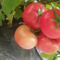 哈密西红柿已上市，欢迎各位老板前来订购，