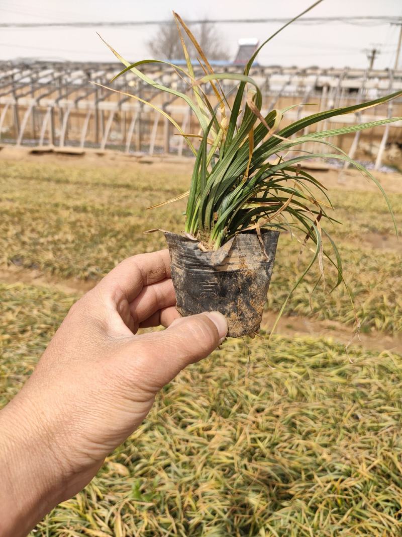 多芽麦冬草，营养钵麦冬工程苗，裸根麦冬草大量供应