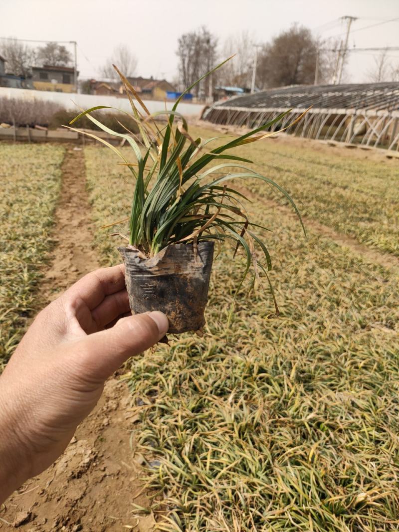 多芽麦冬草，营养钵麦冬工程苗，裸根麦冬草大量供应