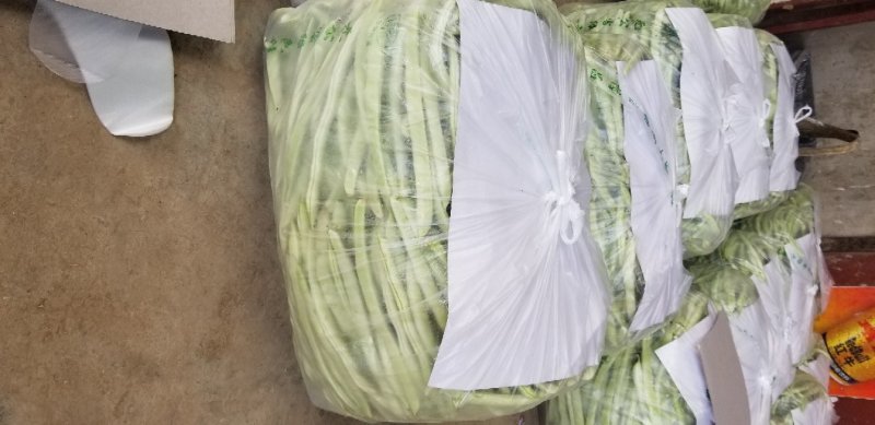 白不老开始大量上市了