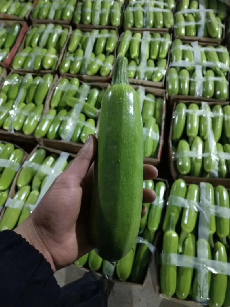 【热卖】山东西葫芦费县西葫芦可对接超市市场食堂