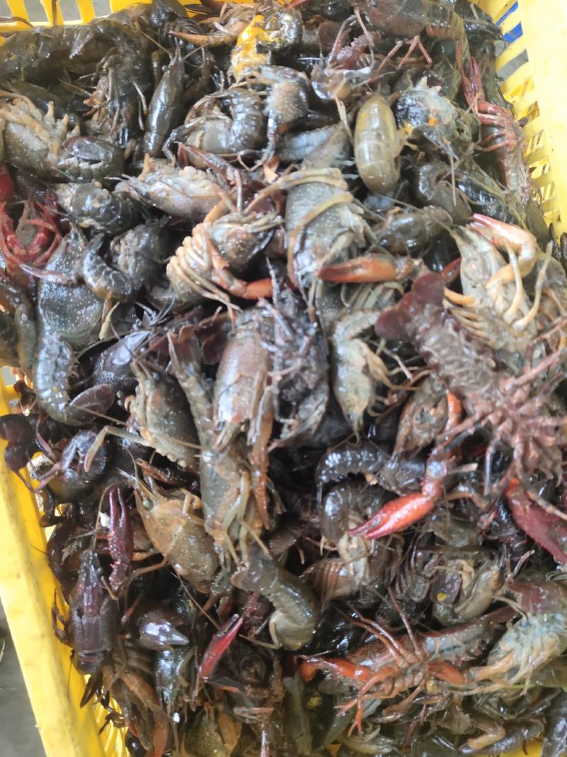 正宗洪湖小龙虾全规精品红虾满肉品质保证发货全国