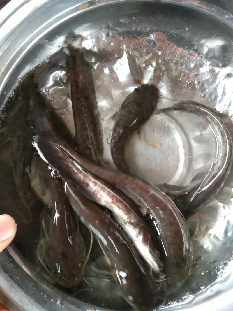 大口鲶鱼苗渔塘直供，一手货源技术指导养殖无忧