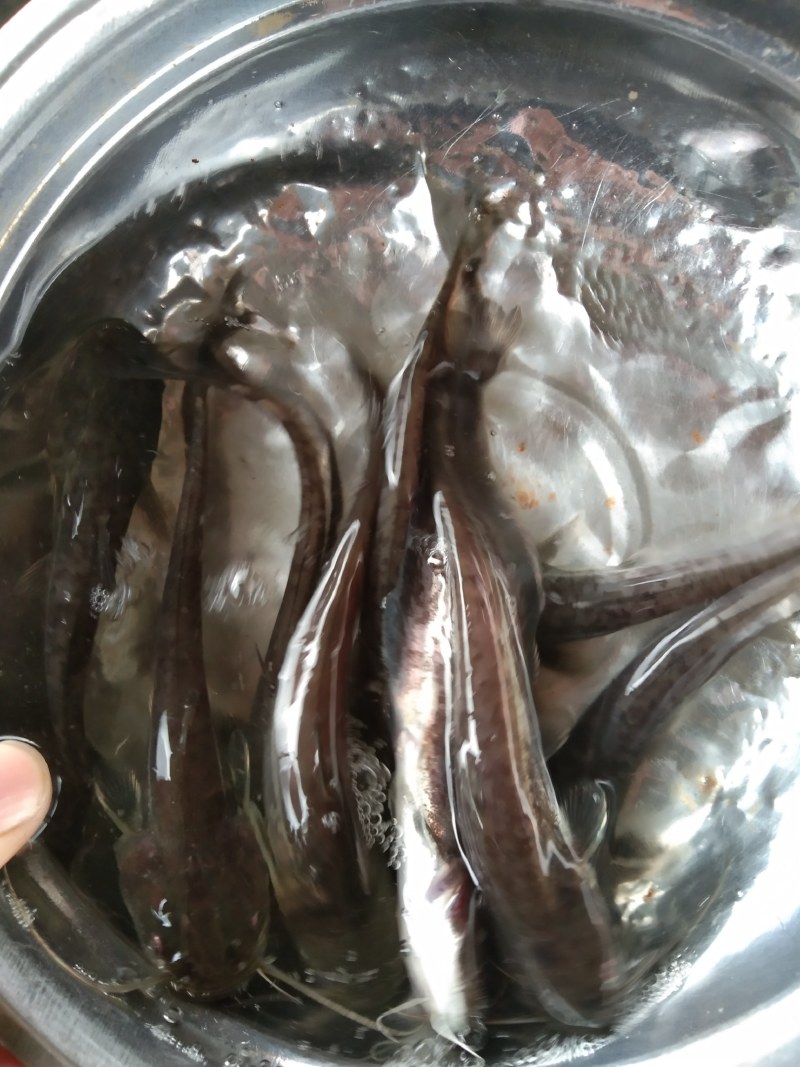 大口鲶鱼苗渔塘直供，一手货源技术指导养殖无忧
