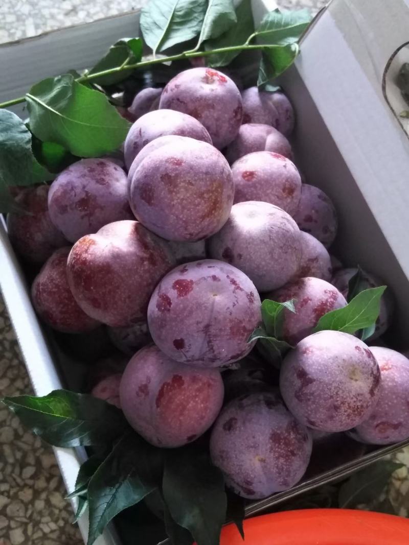 信宜钱排远庆种植三华李苗，南北方均可种植