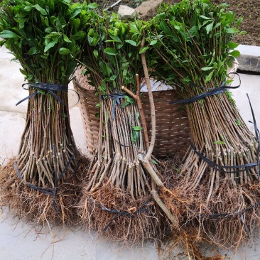 信宜钱排远庆种植家庭农场三华李苗，欢迎种植