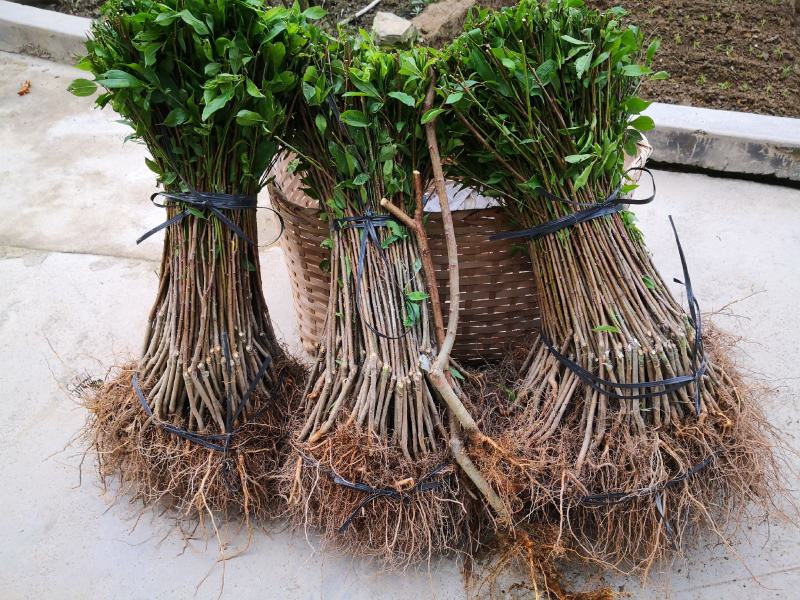 信宜钱排远庆种植家庭农场三华李苗，欢迎种植