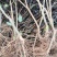 信宜钱排远庆种植家庭农场三华李苗，欢迎种植