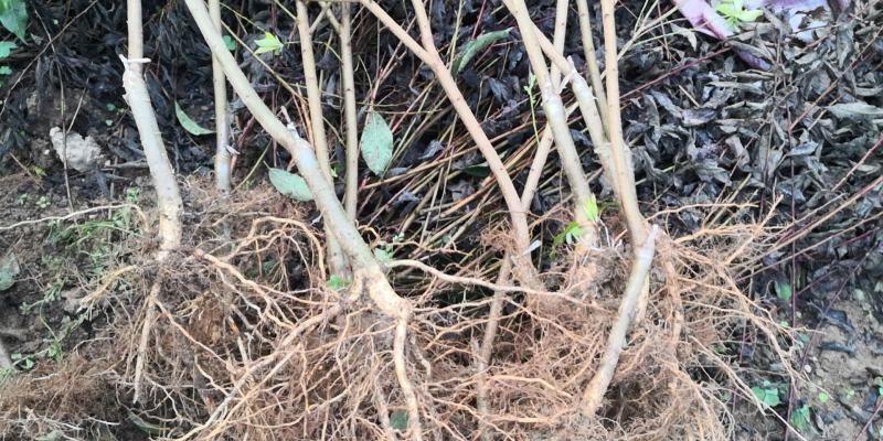信宜钱排远庆种植家庭农场三华李苗，欢迎种植