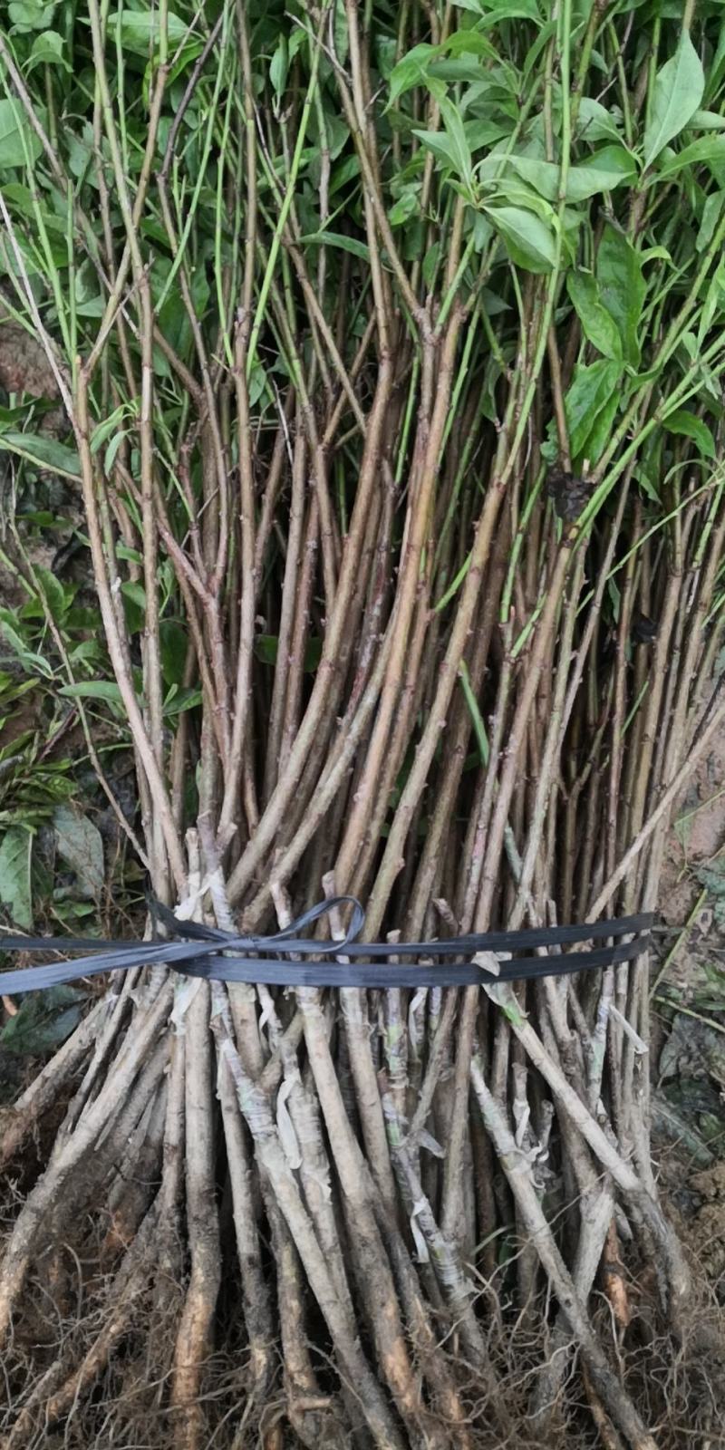 信宜钱排远庆种植家庭农场三华李苗，欢迎种植