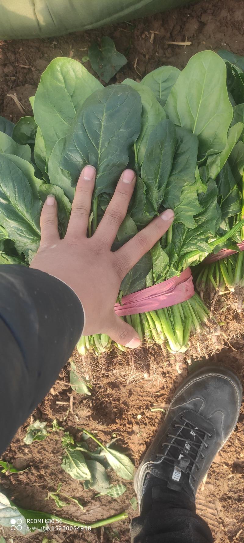 精品，菠菜，可以视频看货，大量现货供应，