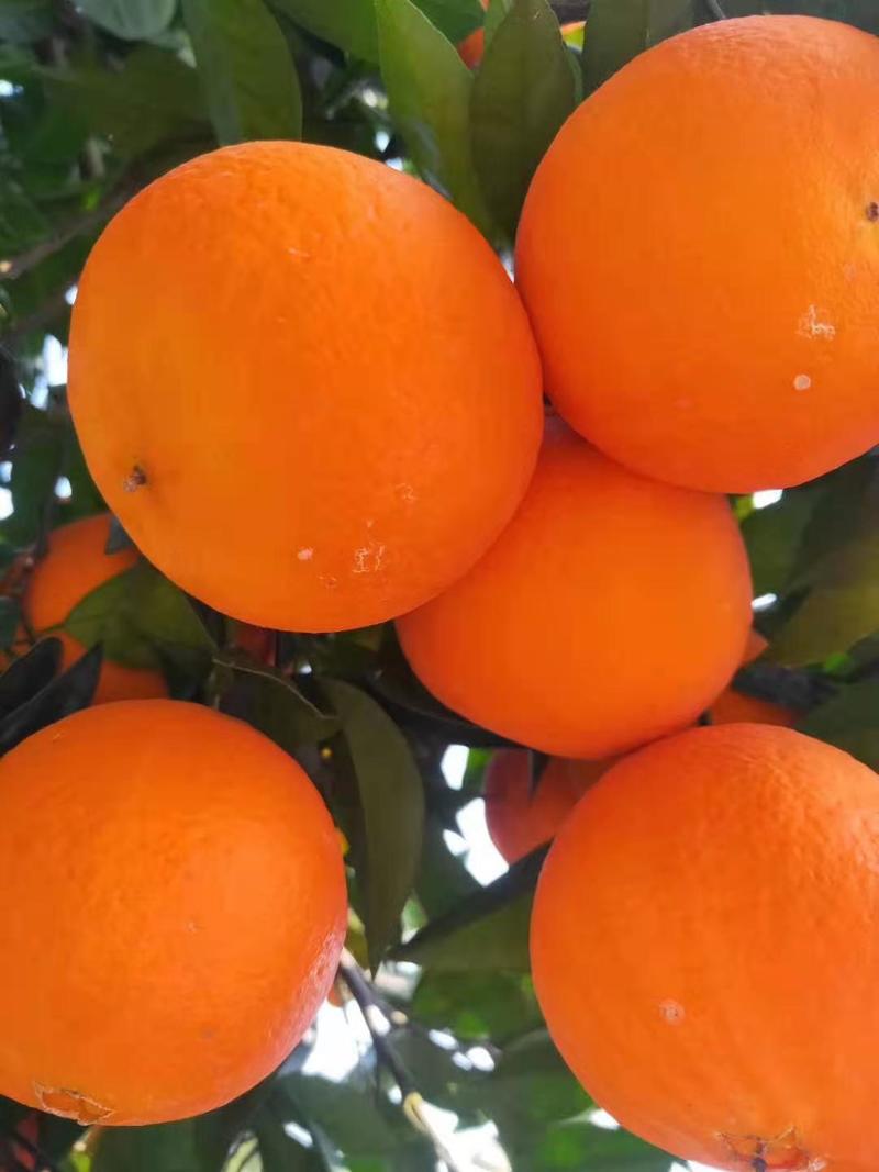 湖北秭归橙子夏橙等各类橙子原产地一手货源大量供应