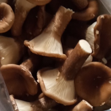 猪肚菇野生菌人工陪育