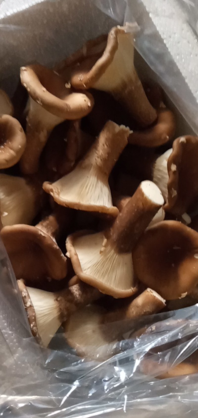 猪肚菇野生菌人工陪育