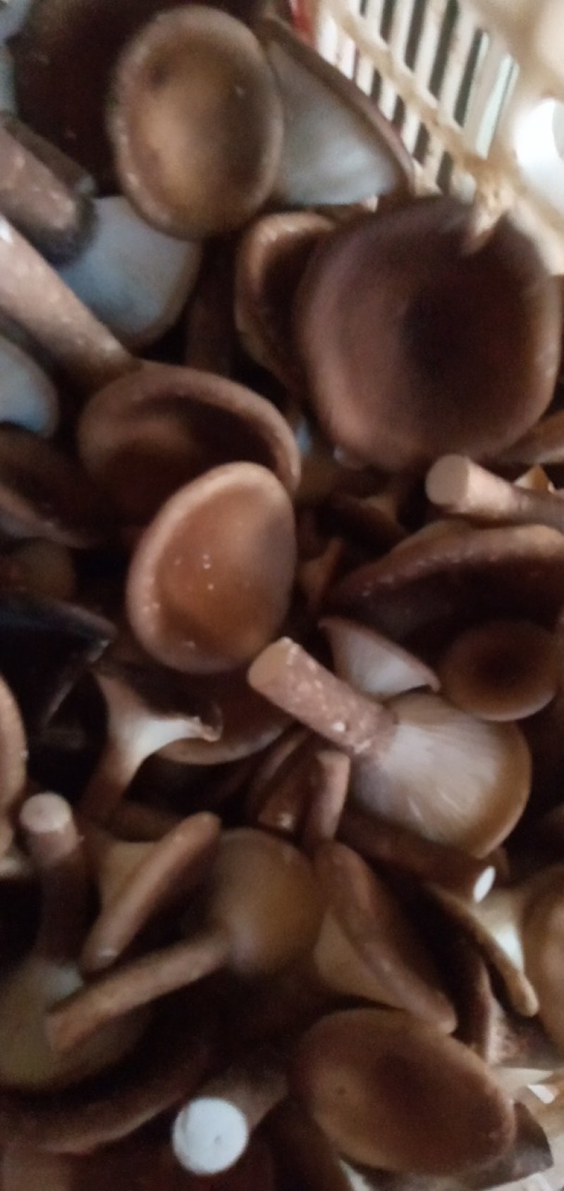 猪肚菇野生菌人工陪育