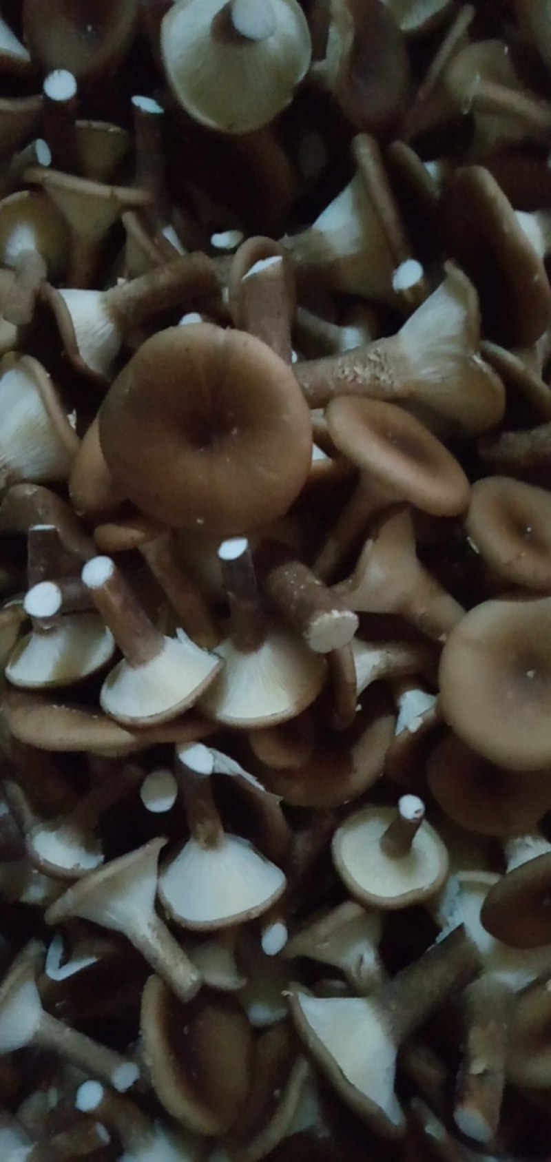 猪肚菇野生菌人工陪育