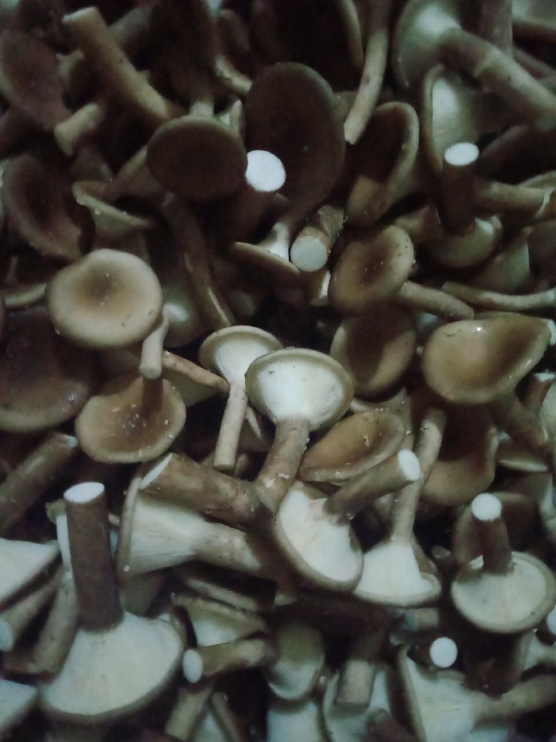 猪肚菇野生菌人工陪育