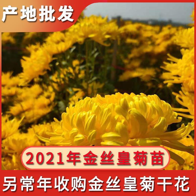 金丝皇菊苗，大量供应质优价廉通货，基地直发，包质量