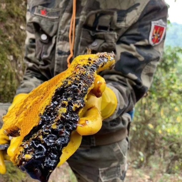 云南野生蜂蜜高山黑蜜米团花蜜土蜂蜜