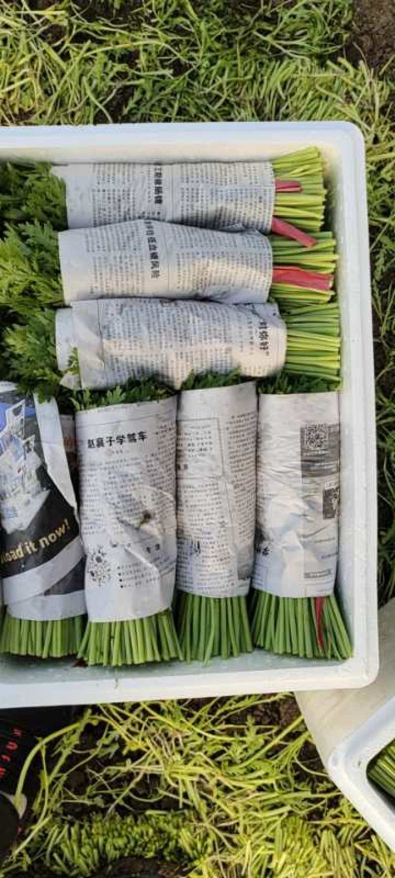 精品茼蒿菜，量大可发车！蒿子秆，产地直发实力接单！