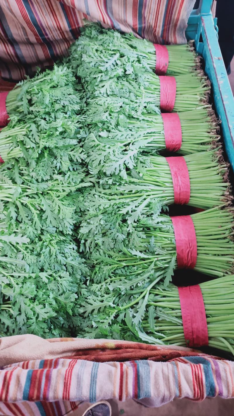 精品茼蒿菜，量大可发车！蒿子秆，产地直发实力接单！