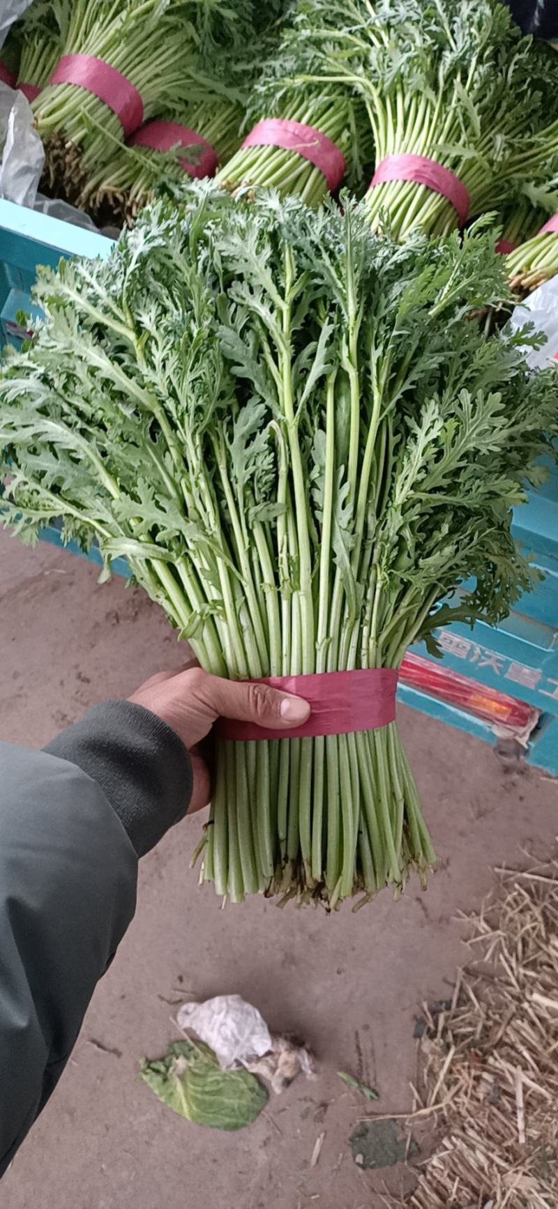 精品茼蒿菜，量大可发车！蒿子秆，产地直发实力接单！