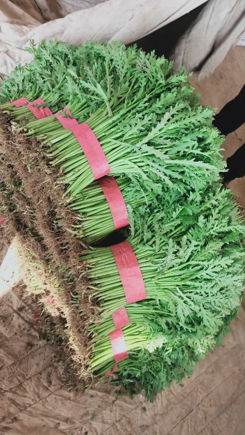 精品茼蒿菜，量大可发车！蒿子秆，产地直发实力接单！