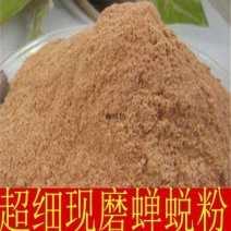 中药材蝉蜕粉蝉衣粉蝉壳粉虫蜕虫退爬了猴壳包邮