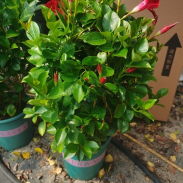 加仑盆攀爬藤类植物耐阴花卉盆栽双喜藤盆景庭院爬藤植物