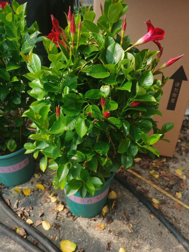 加仑盆攀爬藤类植物耐阴花卉盆栽双喜藤盆景庭院爬藤植物