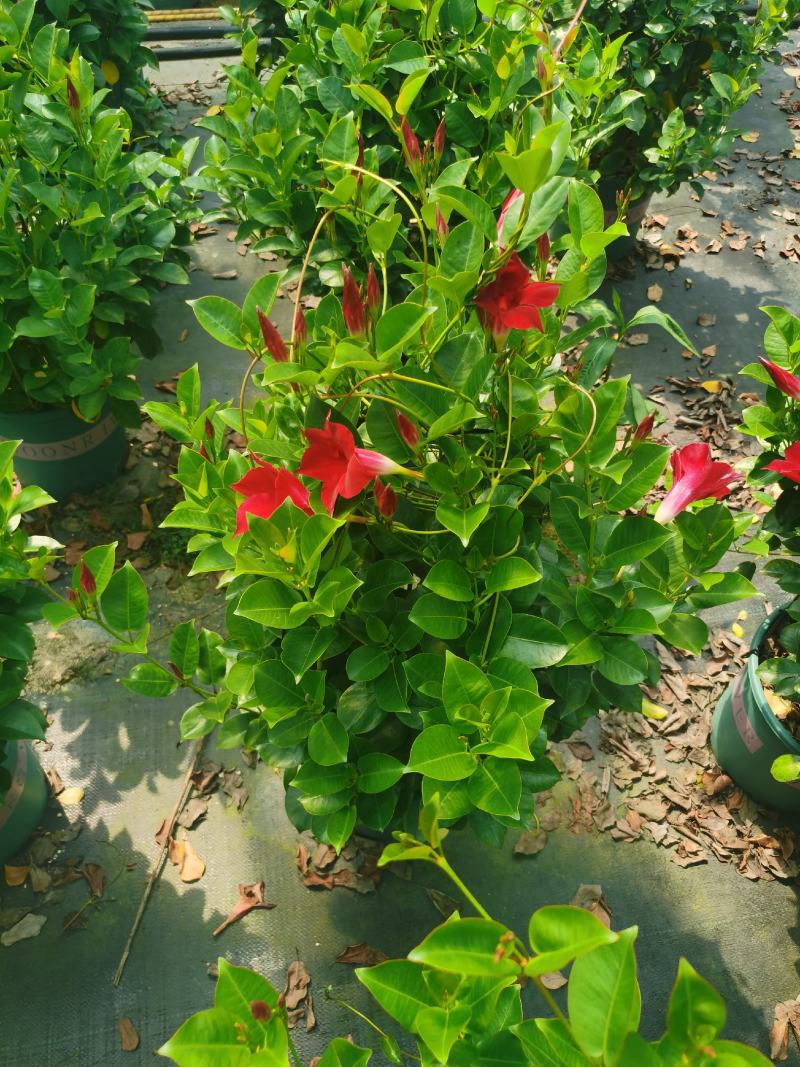 加仑盆攀爬藤类植物耐阴花卉盆栽双喜藤盆景庭院爬藤植物