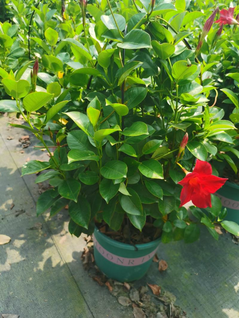 加仑盆攀爬藤类植物耐阴花卉盆栽双喜藤盆景庭院爬藤植物
