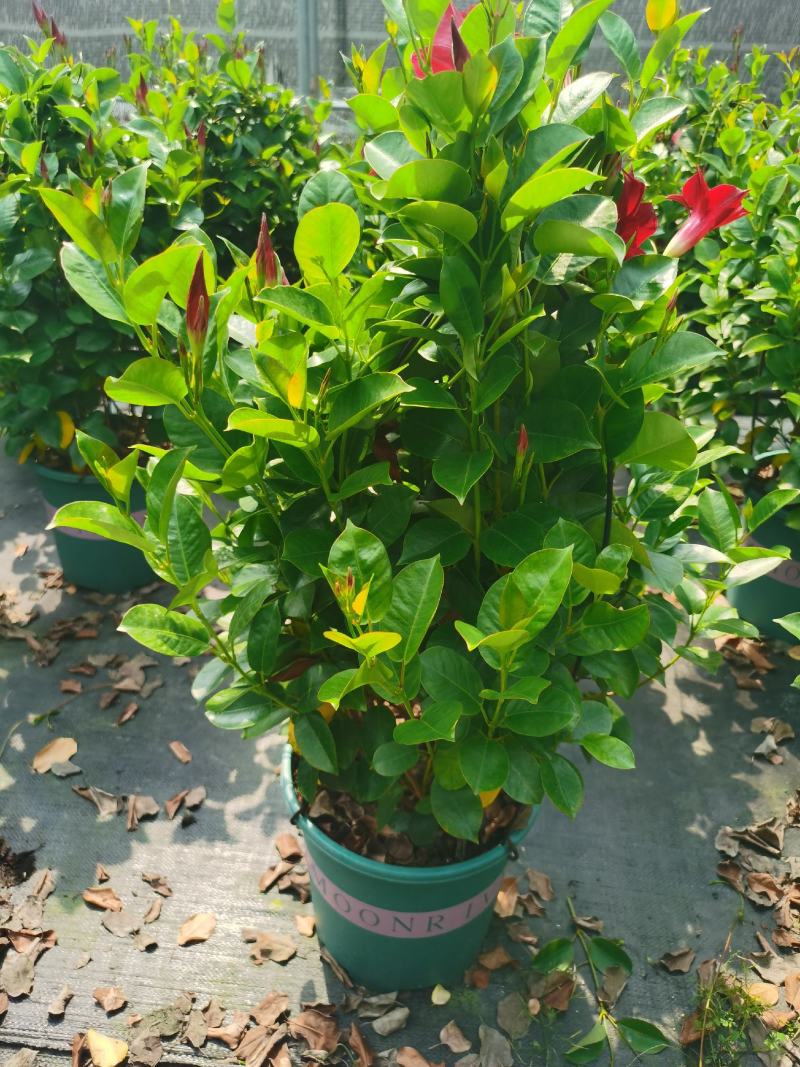 加仑盆攀爬藤类植物耐阴花卉盆栽双喜藤盆景庭院爬藤植物