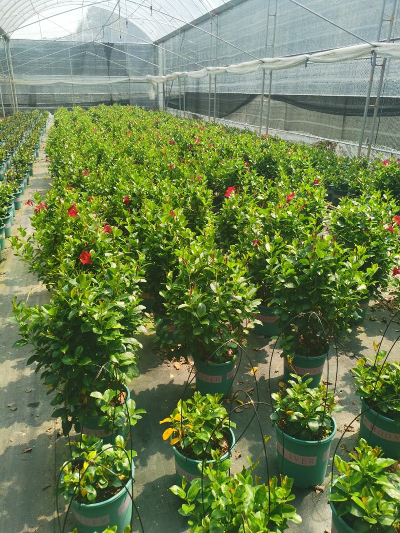 加仑盆攀爬藤类植物耐阴花卉盆栽双喜藤盆景庭院爬藤植物
