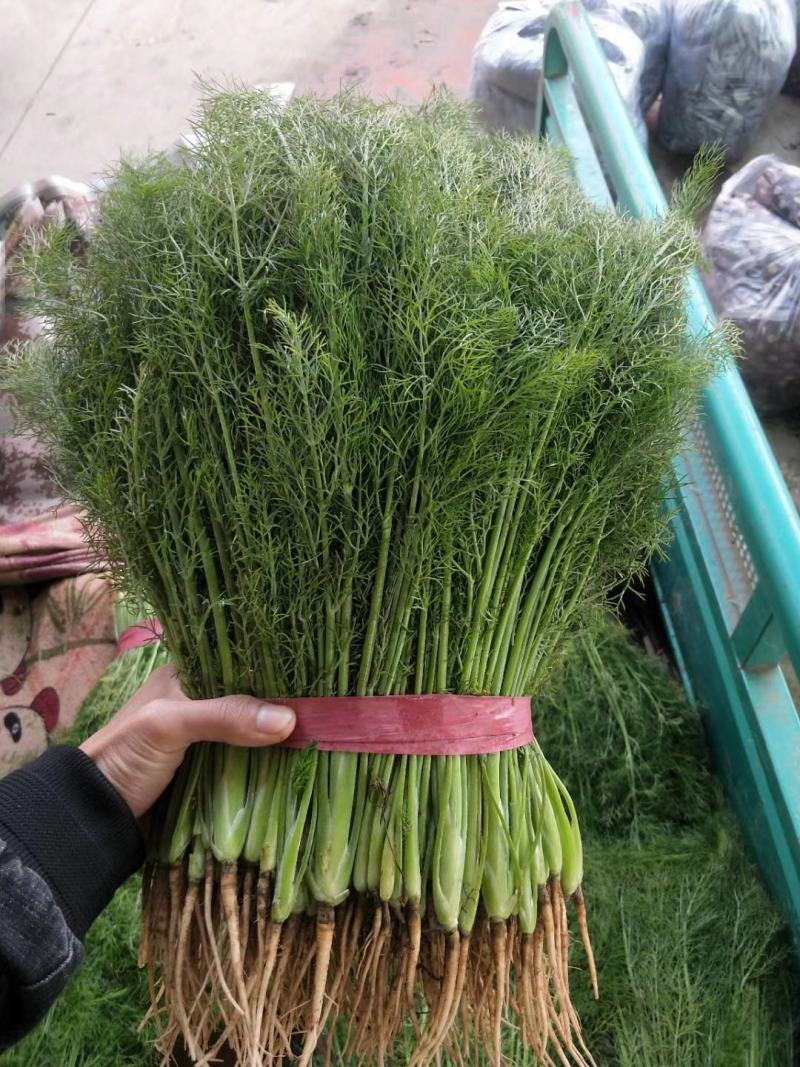 精品茴香苗，茴香量大！供应电商厂子市场欢迎来电！