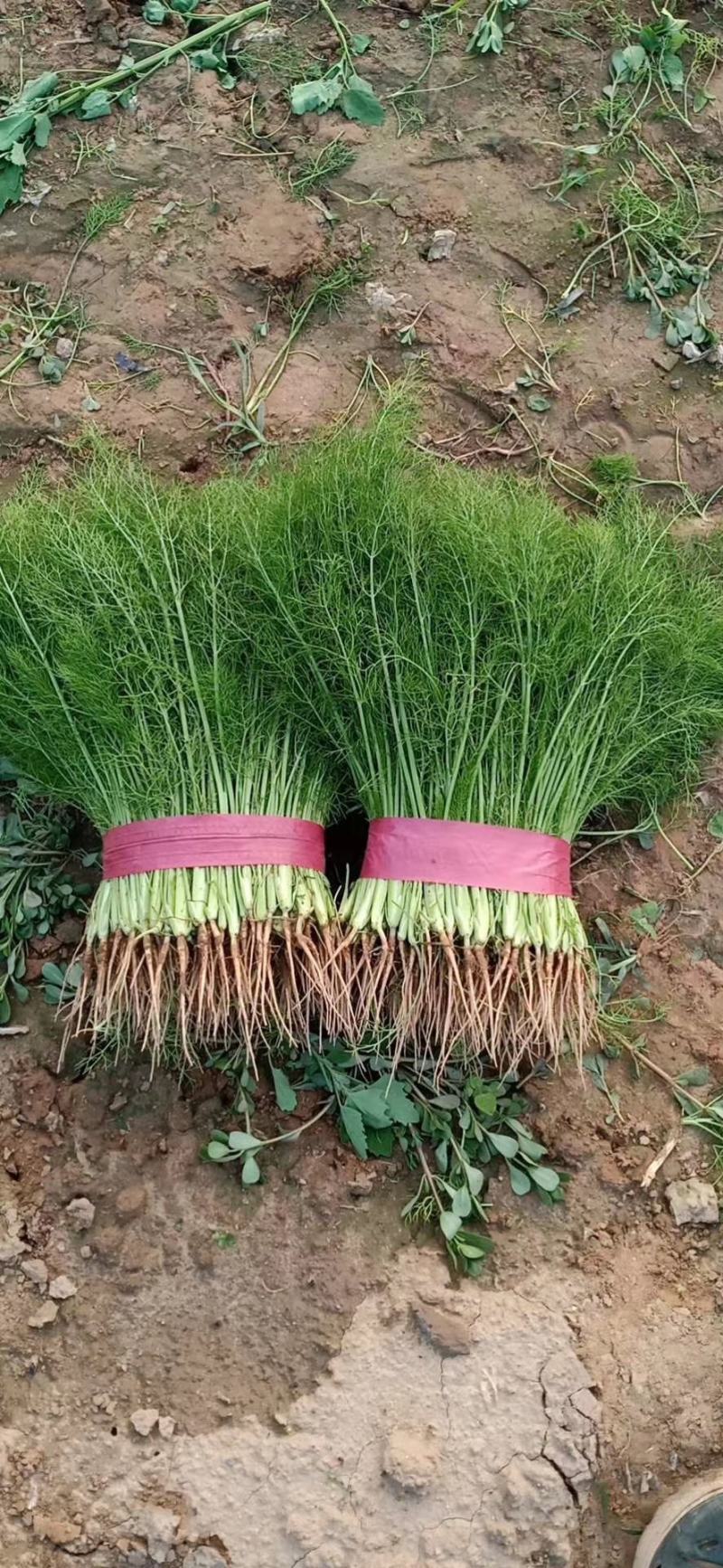 精品茴香苗，茴香量大！供应电商厂子市场欢迎来电！