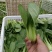 精品青梗青叶上海青，精品大棚蔬菜，常年供应，质量有保障，