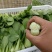 精品青梗青叶上海青，精品大棚蔬菜，常年供应，质量有保障，