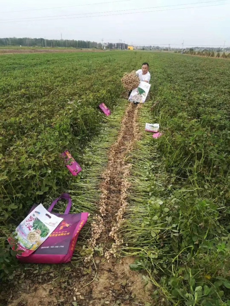 华一红火001罗汉净籽花生种子纯手工脱粒