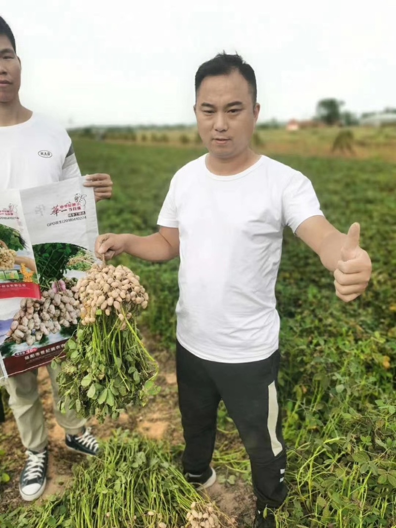 华一红火001罗汉净籽花生种子纯手工脱粒