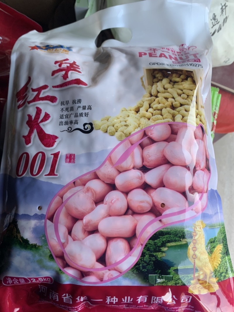 华一红火001罗汉净籽花生种子纯手工脱粒