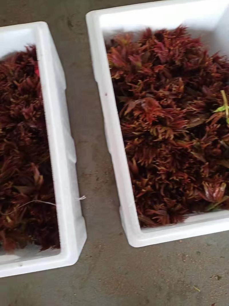 香椿芽，色泽红艳口感鲜嫩，精品包装产地直销，全国代发