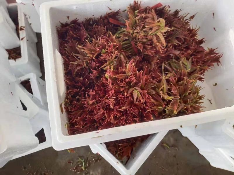 香椿芽，色泽红艳口感鲜嫩，精品包装产地直销，全国代发